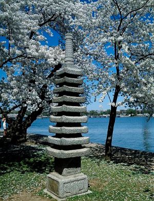 a tree next to a body of water