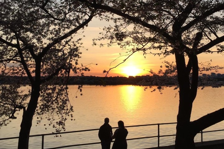 Tidal Basin: Beyond the Bloom Walking Tour