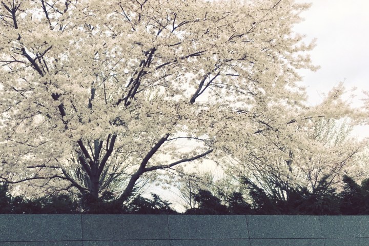 Tidal Basin: Beyond the Bloom Walking Tour