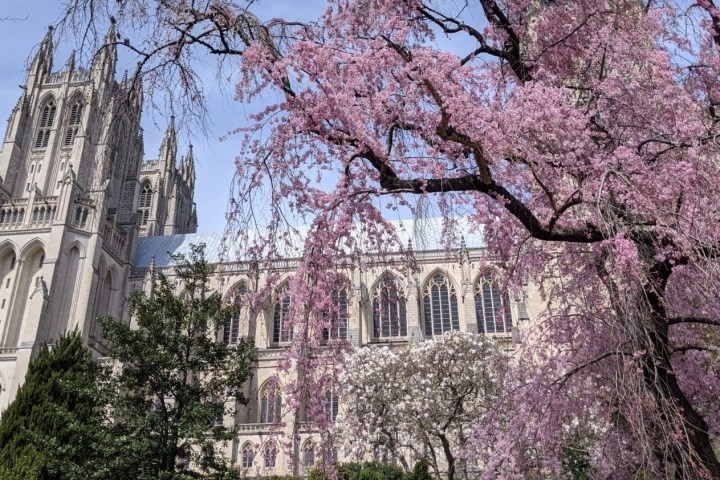 The National Cathedral during cherry blossom bloom