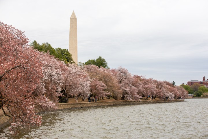 Tidal Basin: Beyond the Bloom Walking Tour