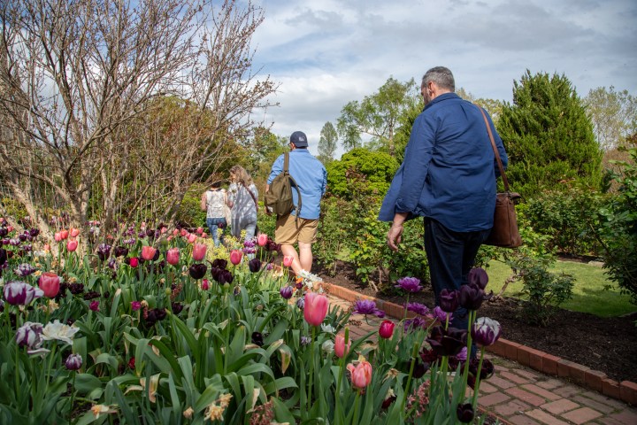 People walking on a garden path surrounded by colorful tulips and greenery.