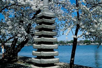 Tidal Basin: Beyond the Bloom Walking Tour