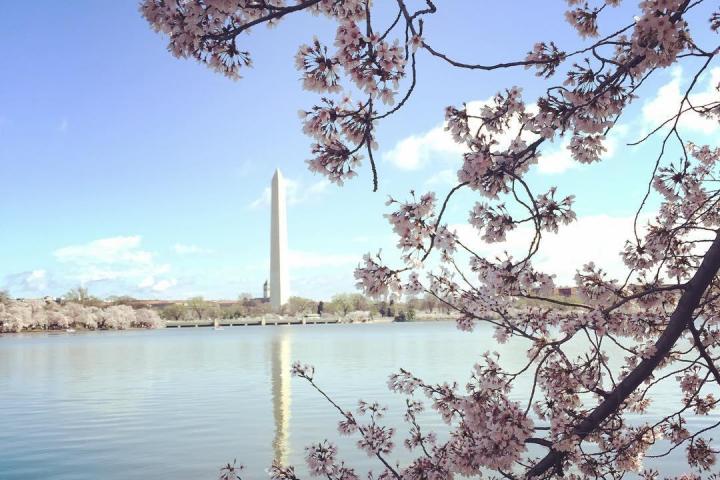 Tidal Basin: Beyond the Bloom Walking Tour