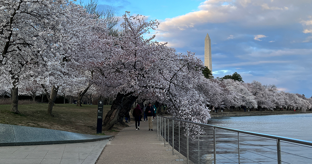 Tidal Basin Cherry Blossom Walking Tour | DC Design Tours