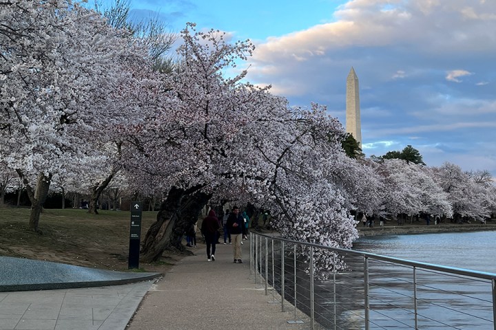 Tidal Basin: Beyond the Bloom Walking Tour