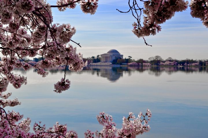 Tidal Basin: Beyond the Bloom Walking Tour