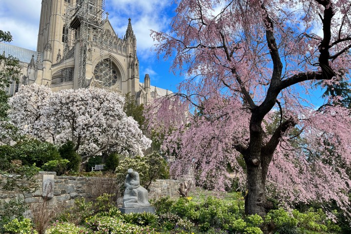 National Cathedral during cherry bloom
