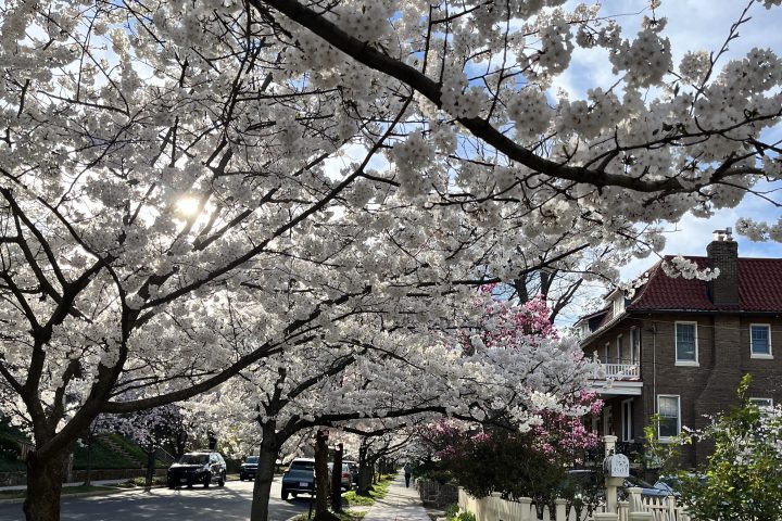 Cleveland Park in Bloom Tour