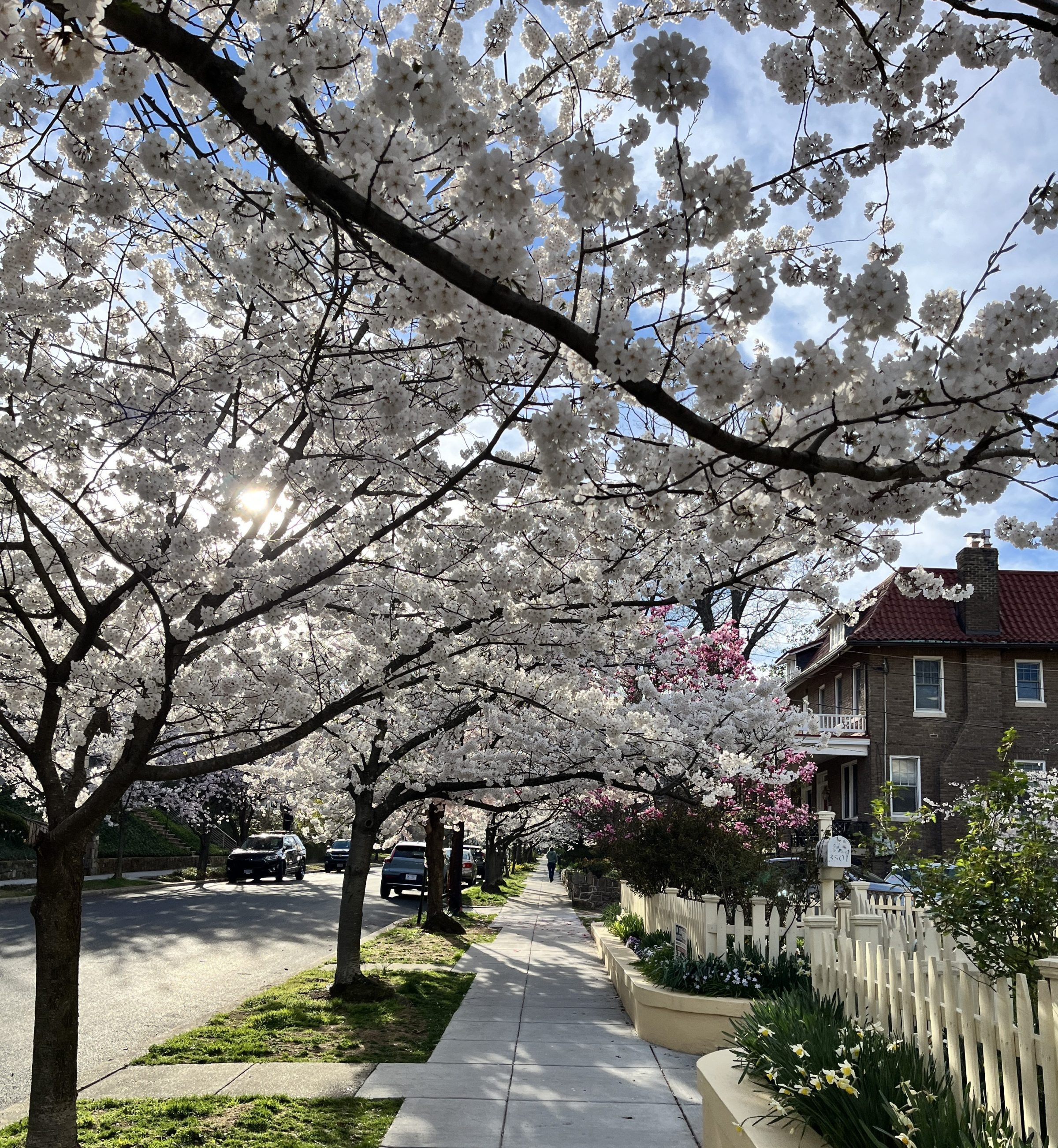 Cherry Blossom Lane in Cleveland Park Cleveland Park in Bloom Tour