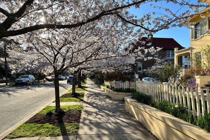 Tree-lined sidewalk with blooming cherry blossoms under a clear blue sky.