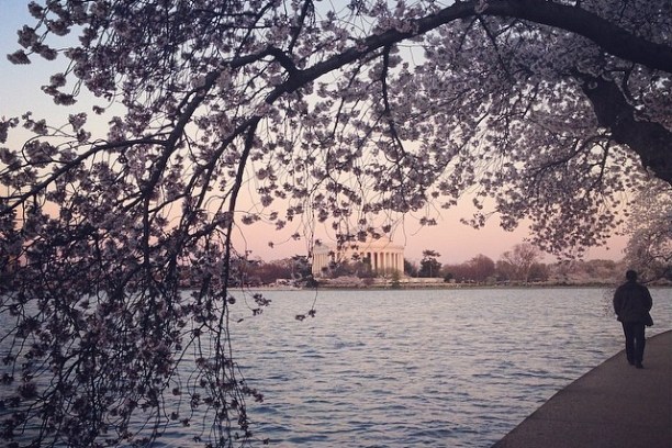 Tidal Basin: Beyond the Bloom Walking Tour