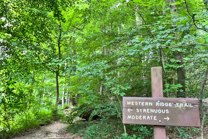 a tree in the middle of a park bench