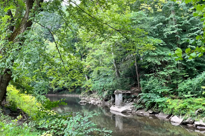 a large tree surrounded by water